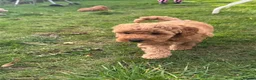 Toy Poodle dogs for sale: Stunning KC Toy poodle puppies.DNA health tested - Advert 4