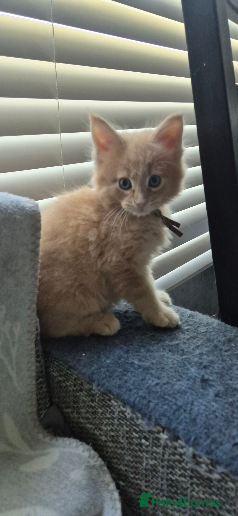 Maine Coon cats Maine Coon kittens Glasgow TICA REGISTERED  - Advert 2