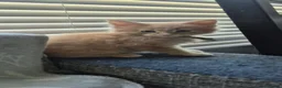 Maine Coon cats for sale: Maine Coon kittens Glasgow TICA REGISTERED  - Advert 5