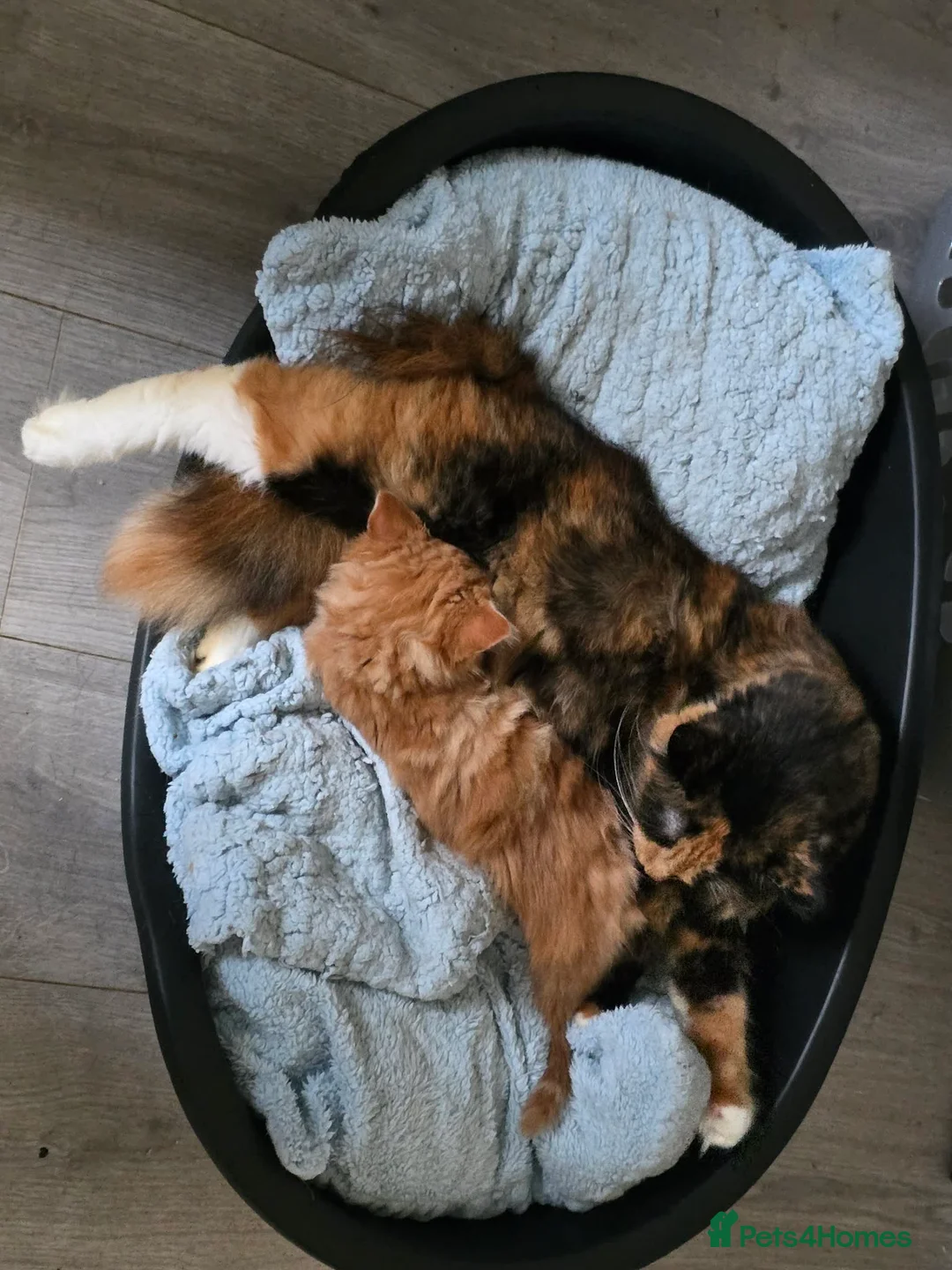 Mixed Breed cats for sale: GINGER AND WHITE FUZZ BALL - Advert 9