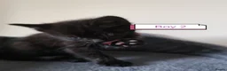 Mixed Breed cats for sale: ❤️❤️❤️ Four adorable kittens ❤️❤️❤️  - Advert 13