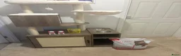 Tibetan cats for sale: 9 week old kitten  in Barnsley - Advert 7