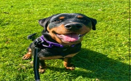 Rottweiler dogs for sale: Male rottweiler - Advert 4