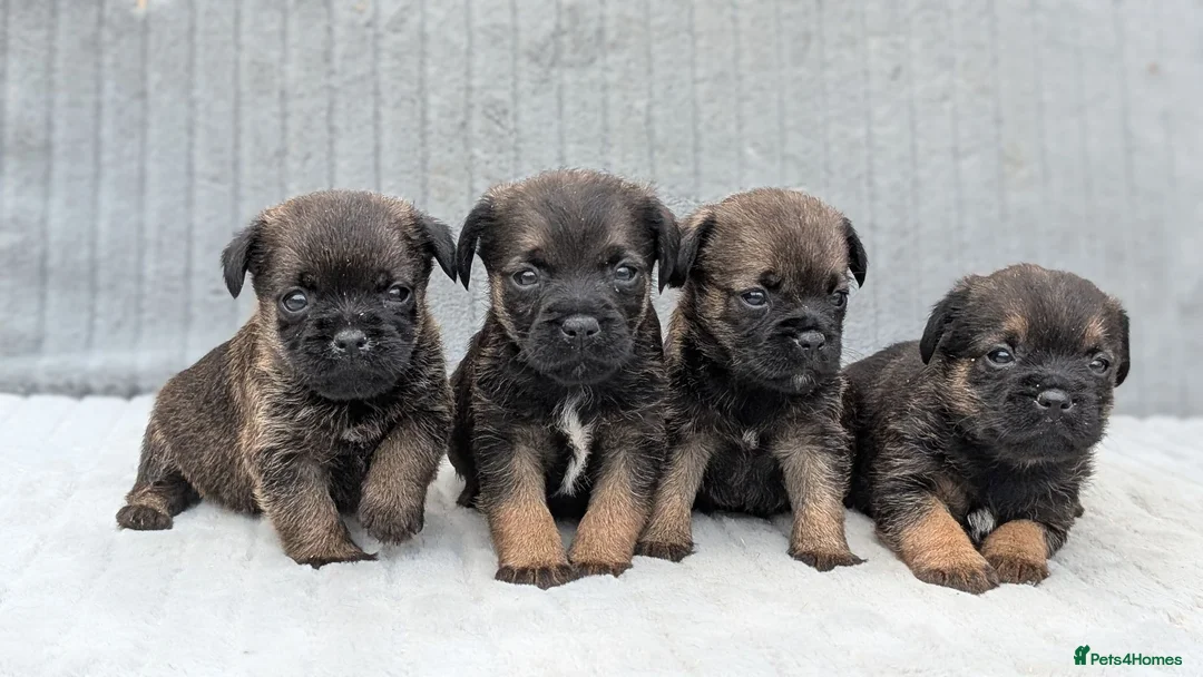 Border Terrier dogs for sale: Beautiful Border Terrier Pups (KC Reg) - Advert 1