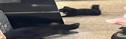 Mixed Breed cats for sale: Black playful  - Advert 4