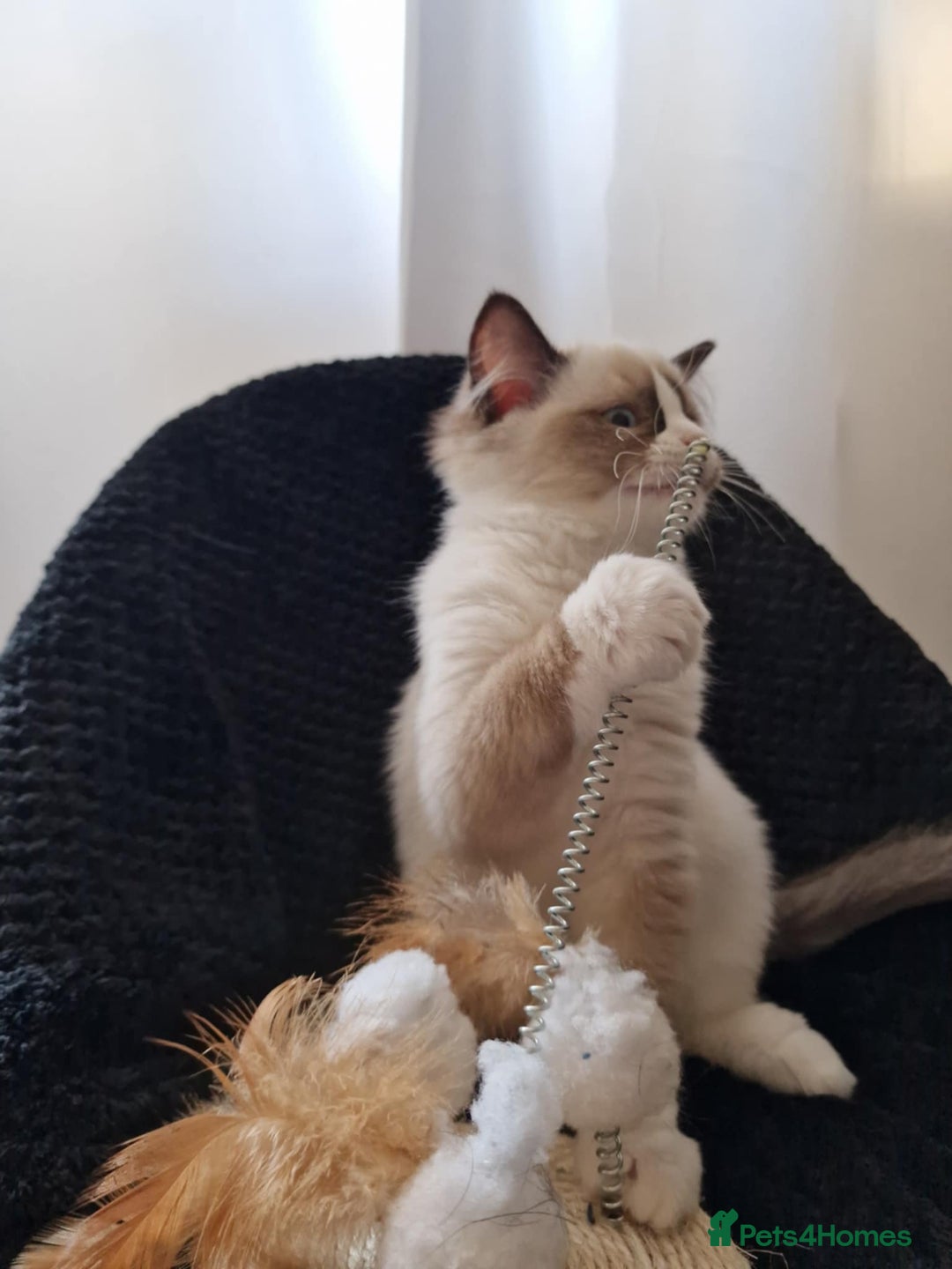 Ragdoll cats for sale: GRAND Champion European Line kittens.FULL PEDIGREE - Image 17