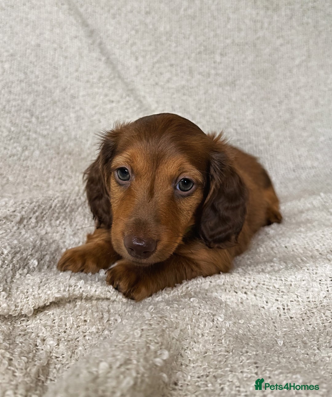 Miniature Dachshund dogs for sale: ⭐️ Miniature Long Haired Dachshund Pups ⭐  - Image 5