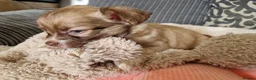 Chihuahua dogs for sale: Chihuahua puppy's  - Advert 12