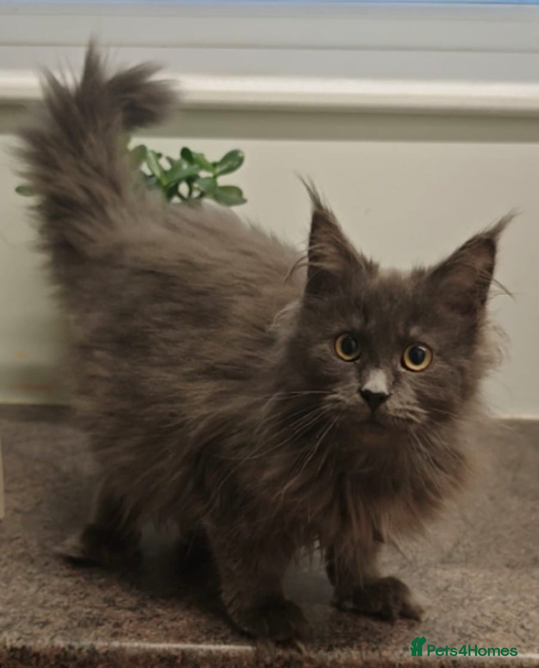 Maine Coon cats for sale: Beautiful Maine coon kittens - Advert 12