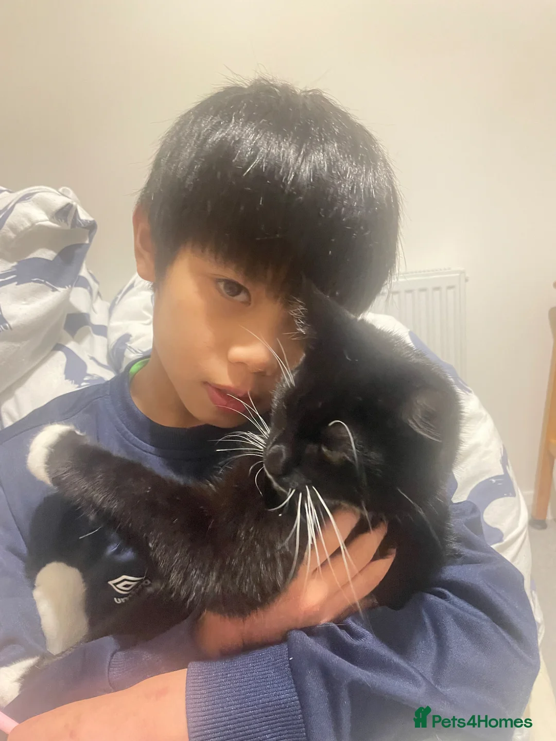 Brazilian Shorthair cats for sale: 9month old kitten looking for her forever home in Belfast - Advert 2
