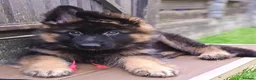 German Shepherd dogs for sale: KC PUPPIES FOR SALE - Advert 5