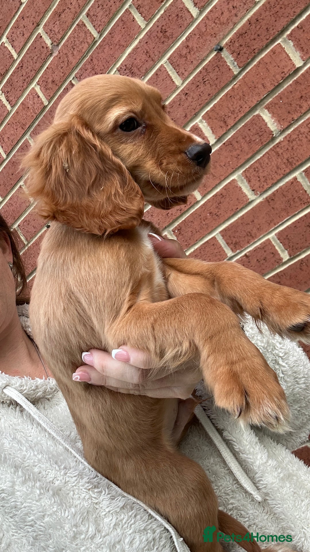 Cocker Spaniel dogs for sale: ‼️REDUCED‼️KC registered Red Cocker Spaniel Pups  - Image 13
