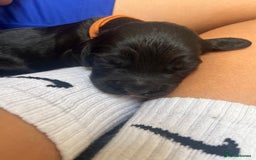 Cocker Spaniel dogs for sale: Beautiful Working Cocker Spaniel Puppies for Sale - Image 17