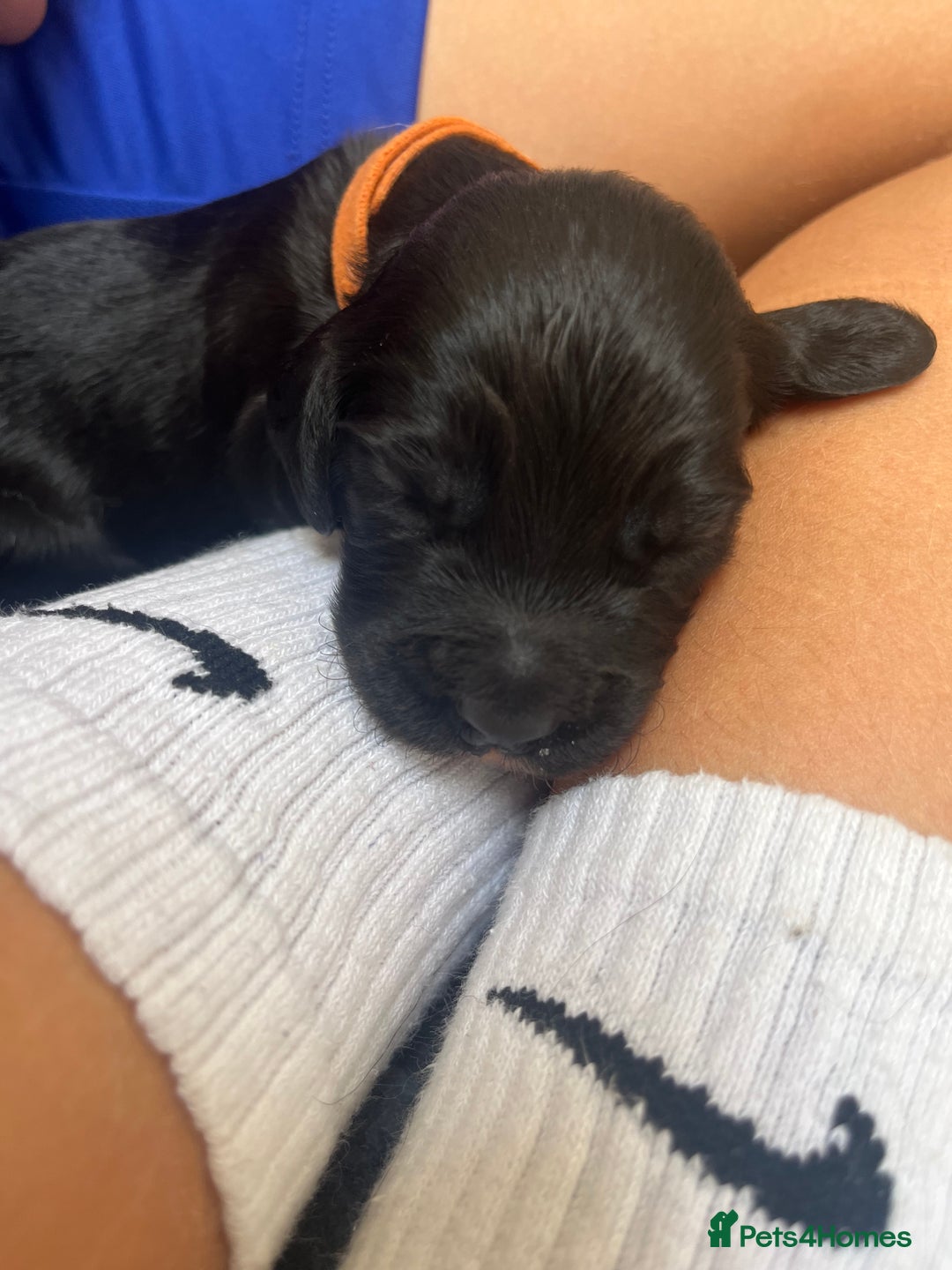 Cocker Spaniel dogs for sale: Beautiful Working Cocker Spaniel Puppies for Sale - Image 17