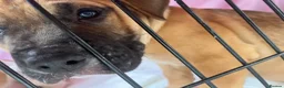 American Bulldog dogs for sale: 4 beautiful American bulldogs  in Coventry - Advert 12