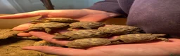 Tortoise reptiles for sale: Baby Horsfield Tortoises for sale - Advert 14