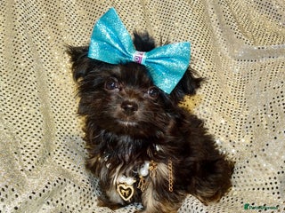 Mixed Breed dogs Exquisite Maltese X Chihuahua F1 Malchi Puppy - Advert 16