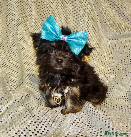 Mixed Breed dogs Exquisite Maltese X Chihuahua F1 Malchi Puppy - Advert 3