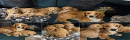 Cockapoo dogs for sale: Cockapoo - Advert 9