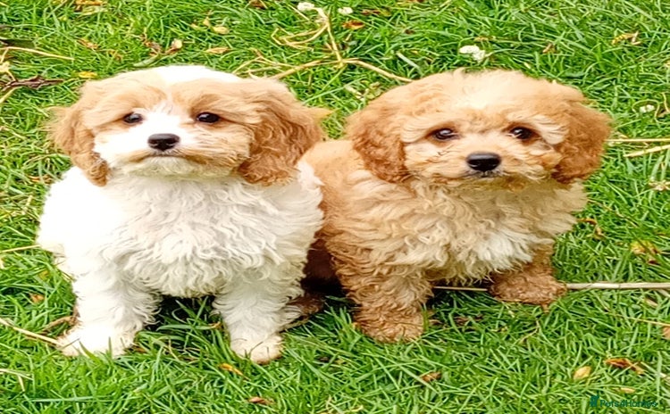 Mixed Breed dogs - Advert 1