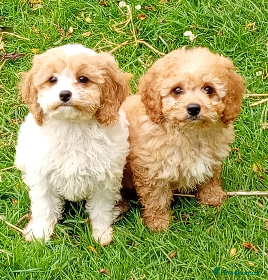 Mixed Breed dogs for sale: Lovely cavapoochon puppies for sale  - Image 1