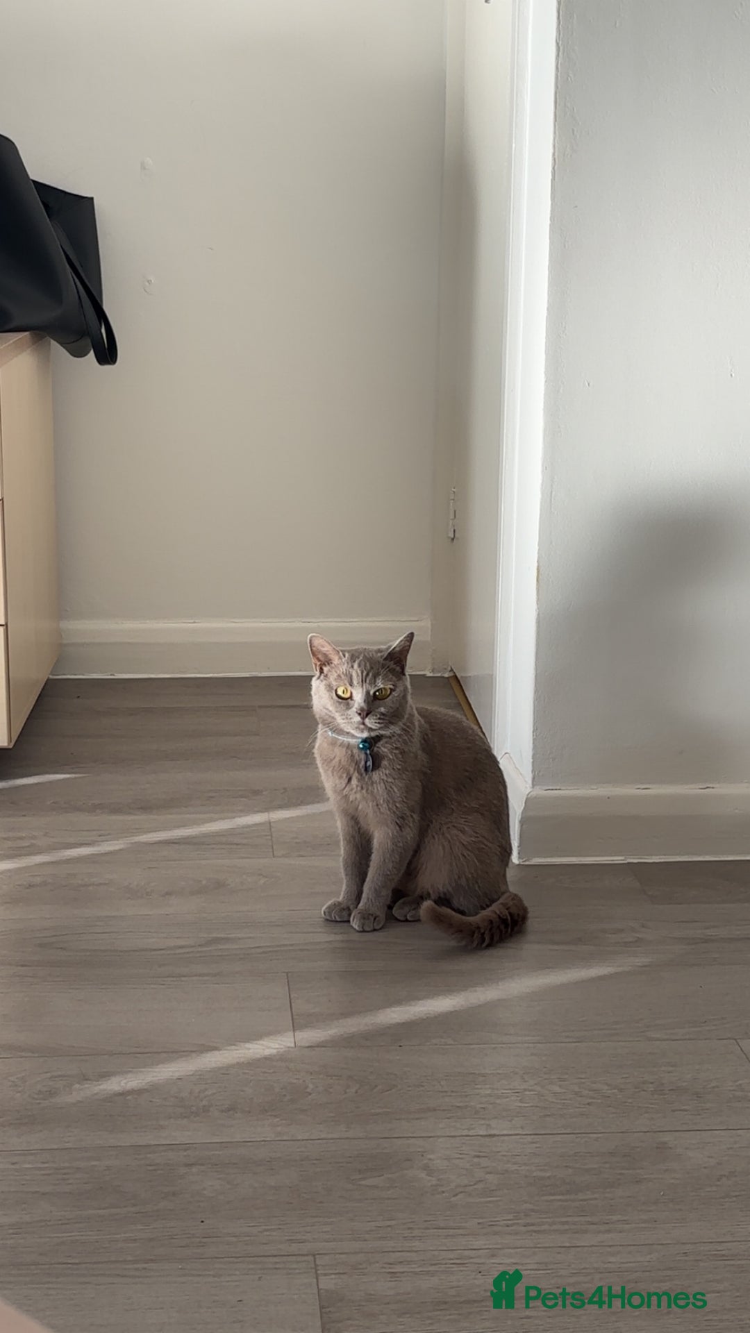 British Shorthair cats for stud: British shorthair for stud  - Advert 1