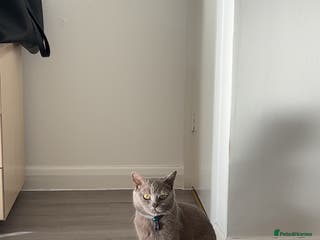 British Shorthair cats British shorthair for stud - Advert 14