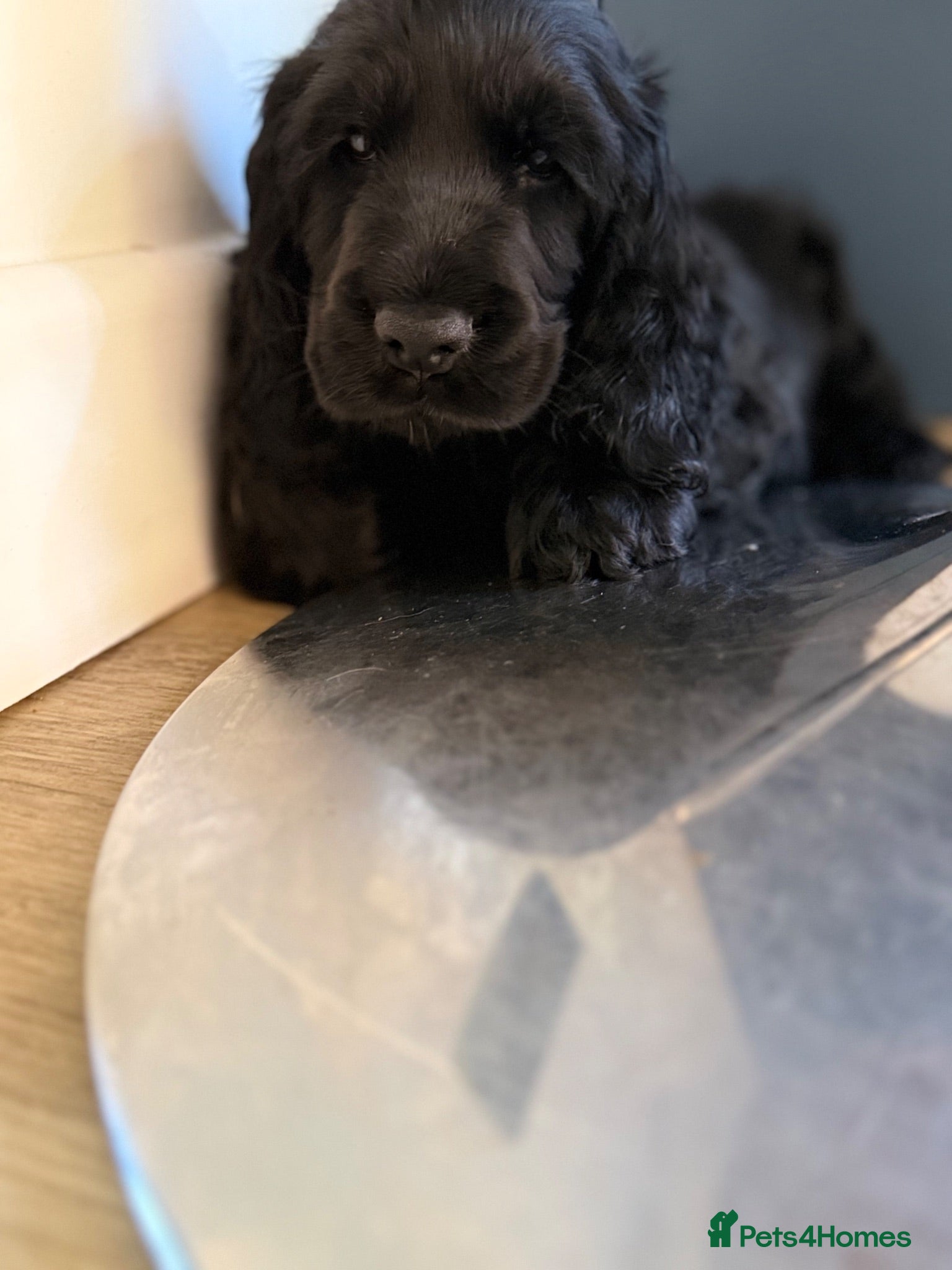 Cocker Spaniel dogs KC Registered Show Cocker Spaniel Puppies  - Advert 2