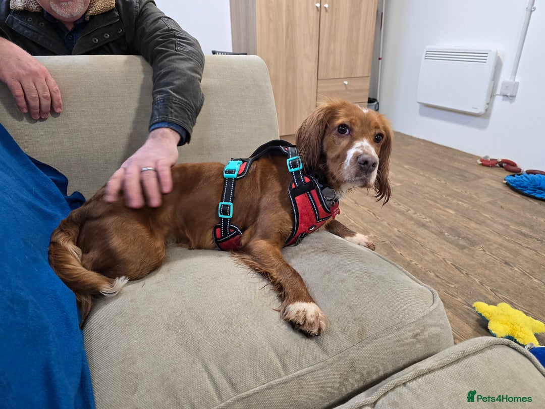 Cocker Spaniel dogs for sale: Cocker Spaniel  - Advert 5