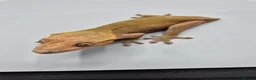 Gecko reptiles for sale: Proven red phantom Crested gecko  - Advert 6