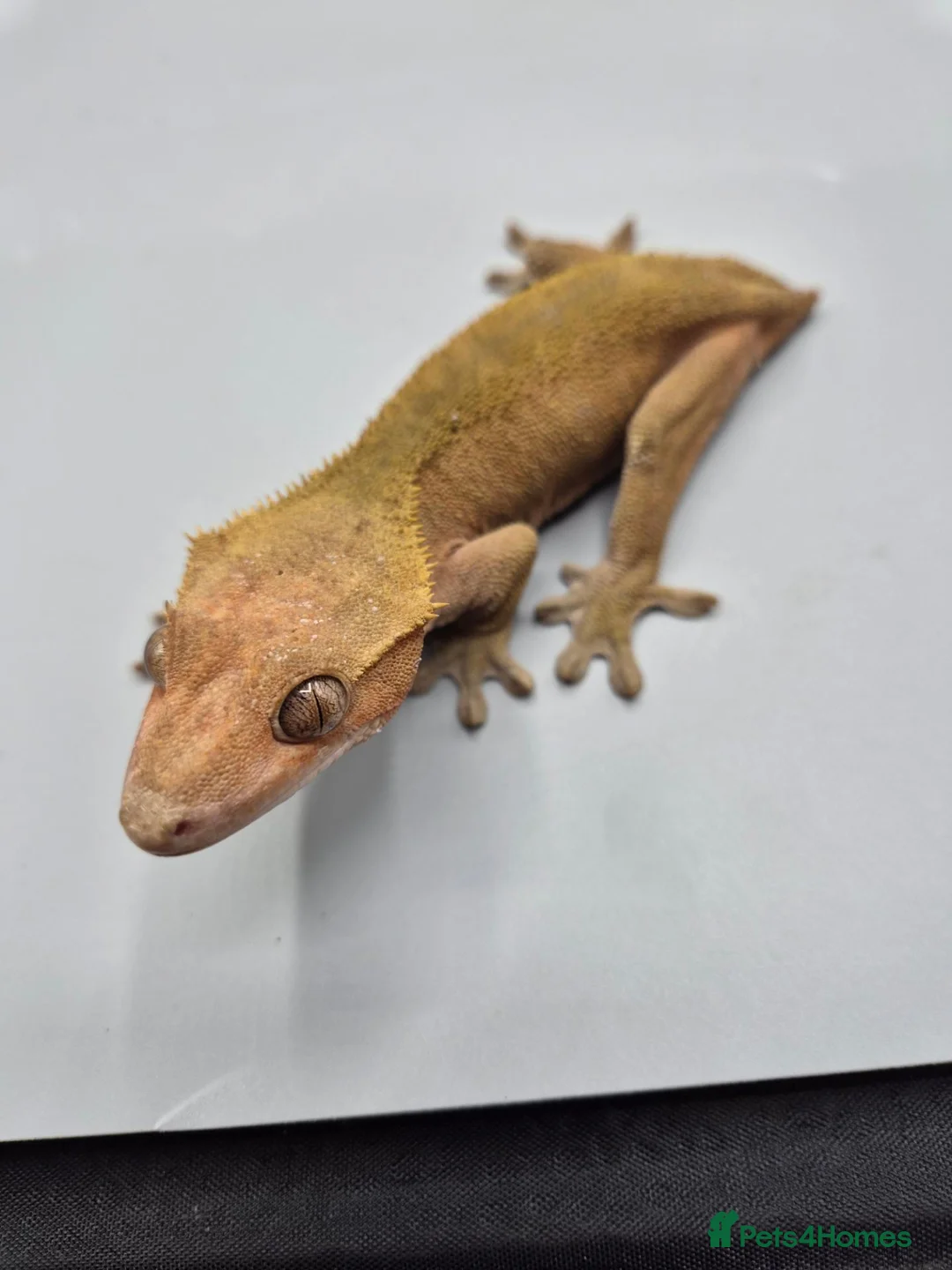 Gecko reptiles for sale: Proven red phantom Crested gecko  - Advert 6