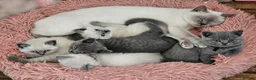 British Shorthair cats for sale: British shorthair kittens from 2 litter - Advert 20