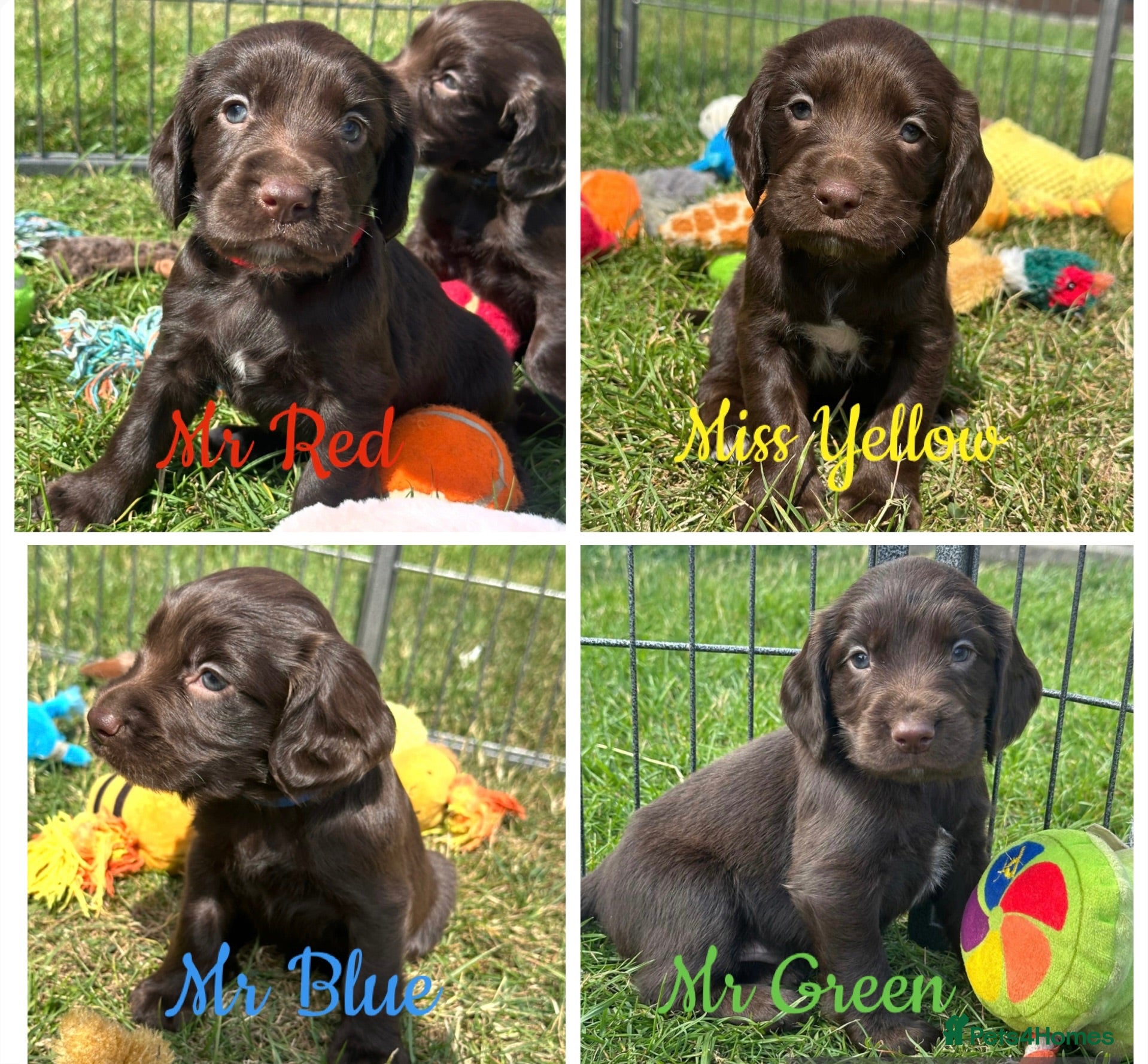 Sprocker dogs Fully Health Tested F1 Sprocker Spaniel Puppies - Advert 1