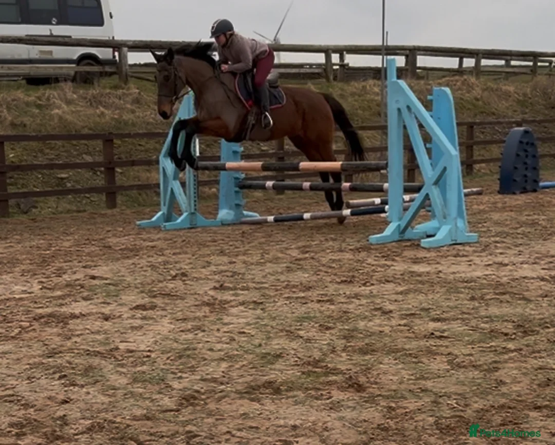 Irish Thoroughbred horses for sale: 10 yr old school mistress  - Advert 12