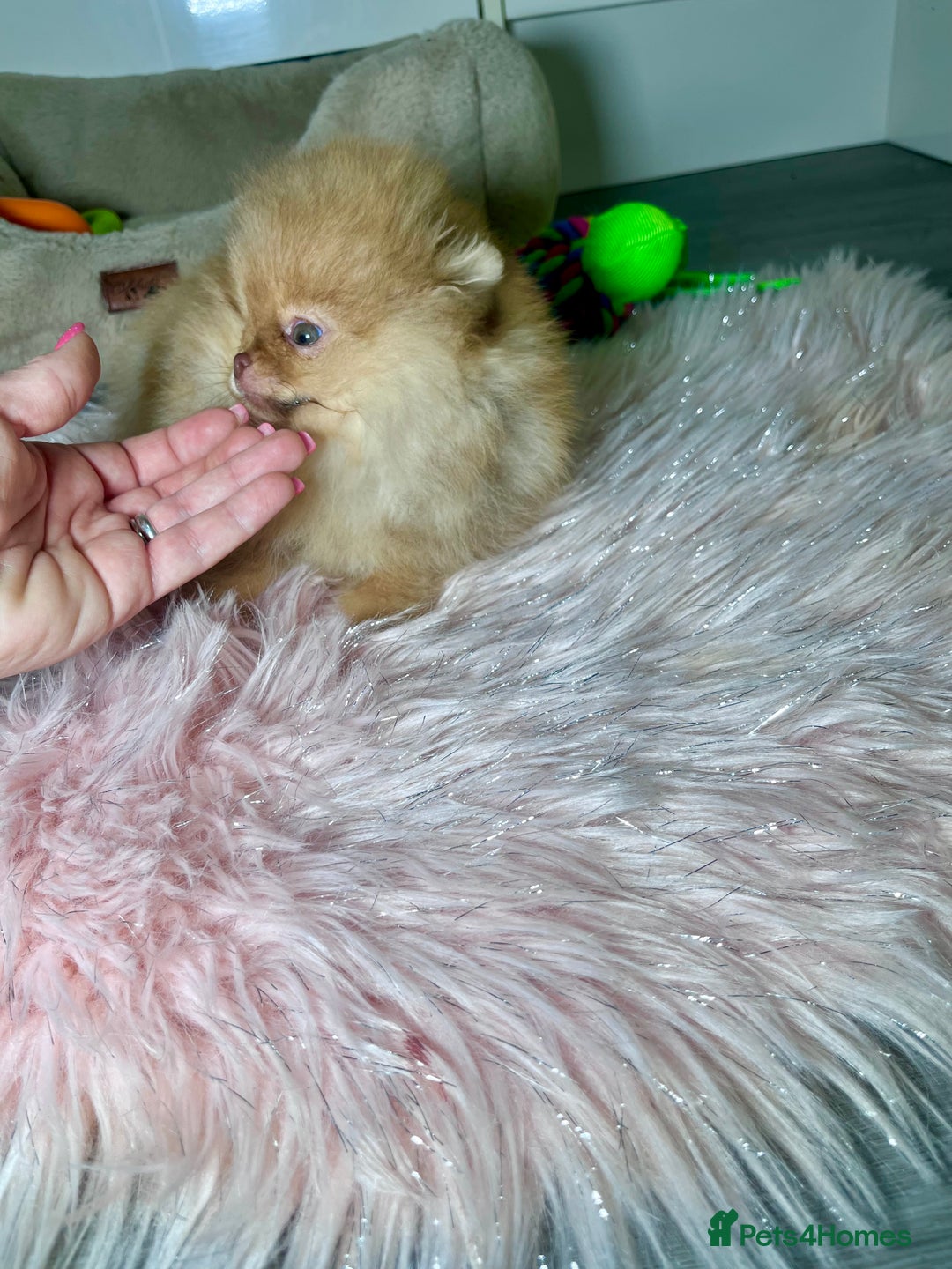 Pomeranian dogs for sale: 🐻Green eyed👁️Top Quality🔥 - Advert 16