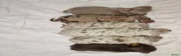 Miniature Dachshund dogs for sale: Beautiful daschund babys ❤️❤️ - Advert 5