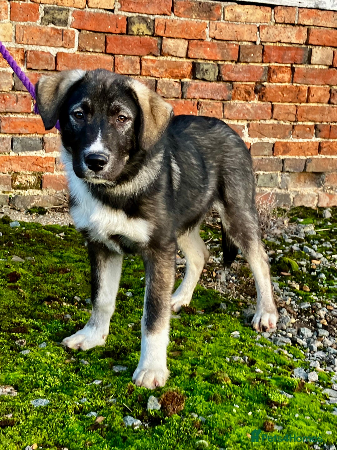 Mixed Breed dogs for sale: READY NOW! Pure Husky x Caucasian Shepherd - Advert 16