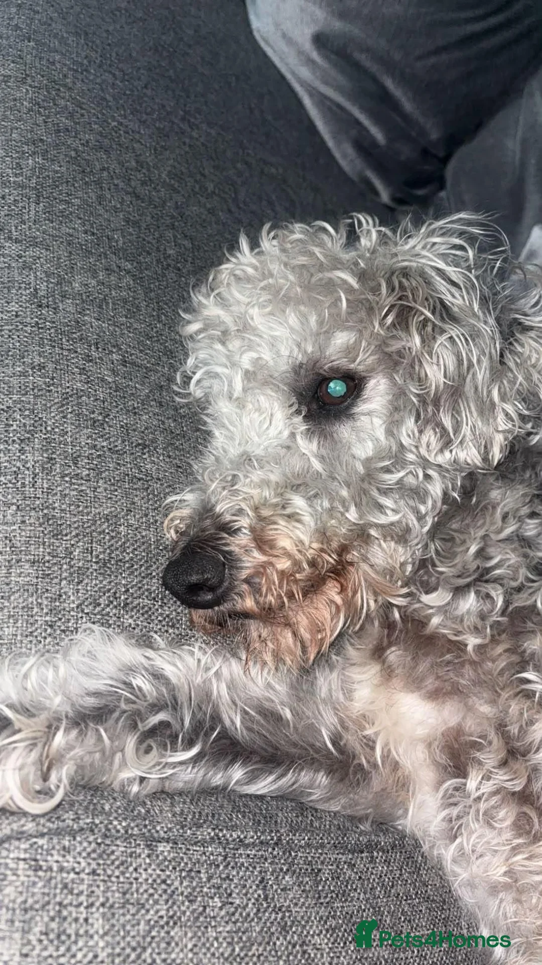 Mixed Breed dogs for adoption: Older Girl For Adoption - Advert 2