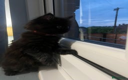 RagaMuffin cats for sale: Ragamuffin kittens  - Image 5