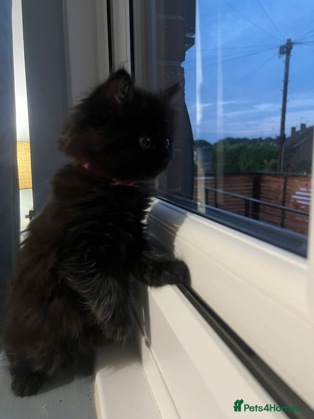 RagaMuffin cats for sale: Ragamuffin kittens  - Image 5