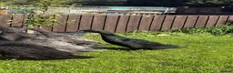 Ducks poultry for sale: Runner cross Cayuga ducks - Advert 4