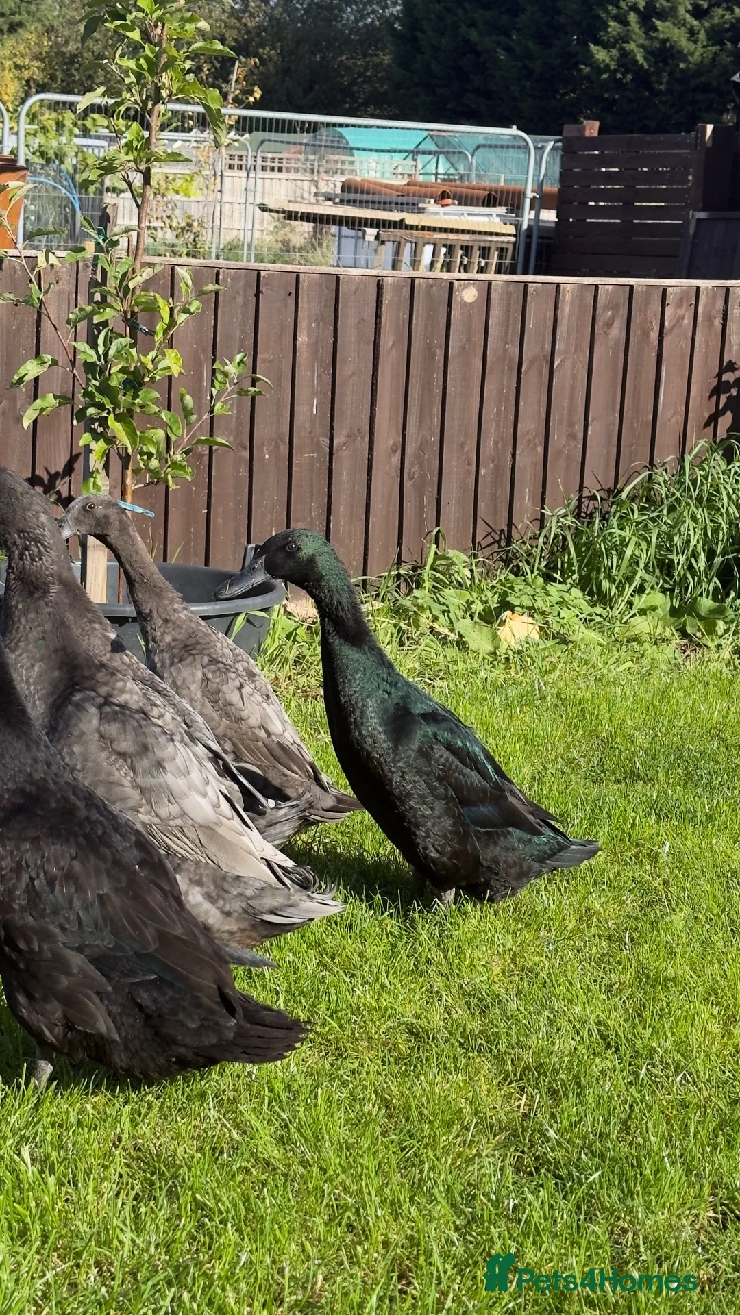 Ducks poultry for sale: Runner cross Cayuga ducks - Advert 4