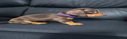 Miniature Dachshund dogs for sale: All pups now sold - Advert 3