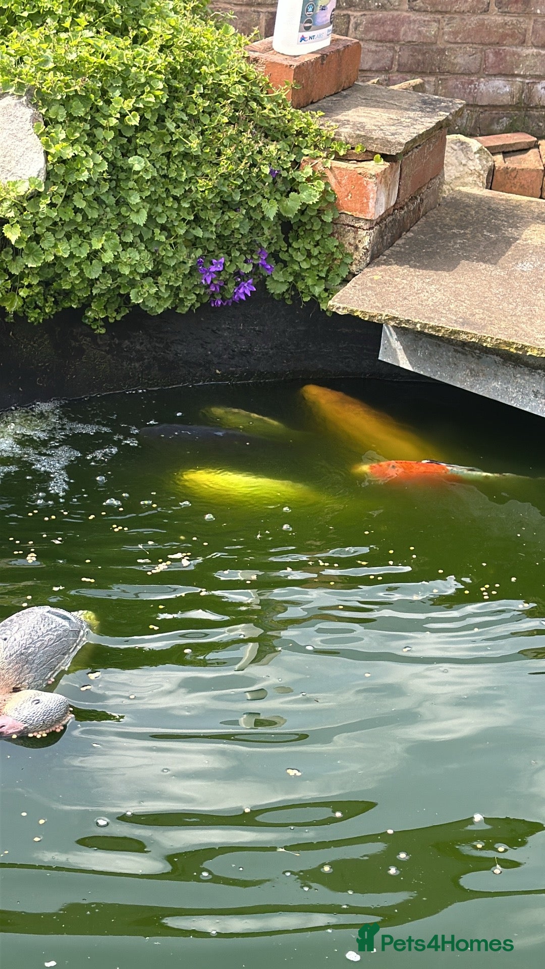 Koi Carp fish for sale: Koi carp  - Advert 8