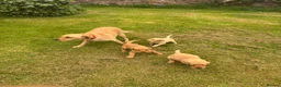 Labrador Retriever dogs for sale: Red & gold lab puppies  in Telford - Advert 23