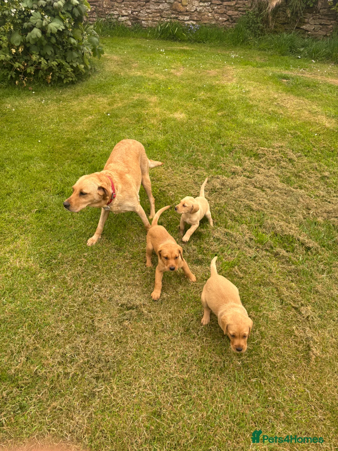 Labrador Retriever dogs for sale: Red & gold lab puppies  in Telford - Advert 23