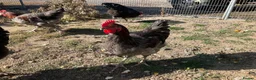 Chickens poultry for sale: Cockerels  in Oxford - Advert 4