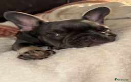 French Bulldog dogs for sale: KC REG FRENCH BULLDOG PUPPY - Image 6