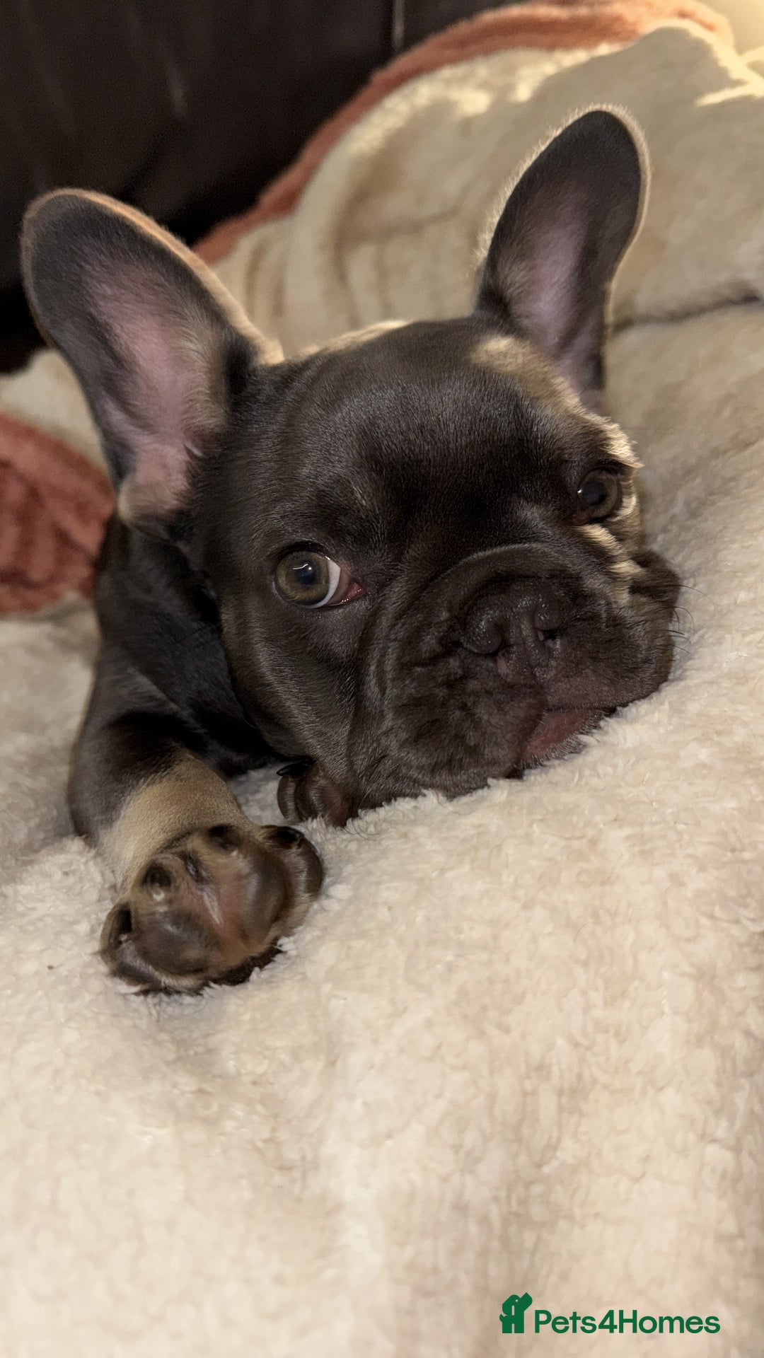 French Bulldog dogs for sale: KC REG FRENCH BULLDOG PUPPY - Image 6