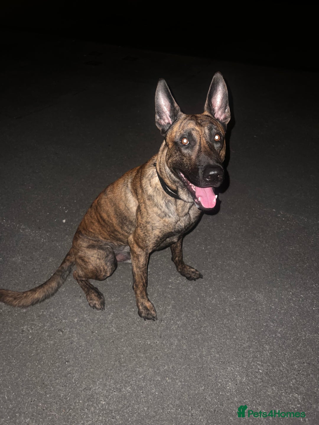 Belgian Shepherd Dog dogs for stud: DUTCH SHEPHERD for stud - Image 2